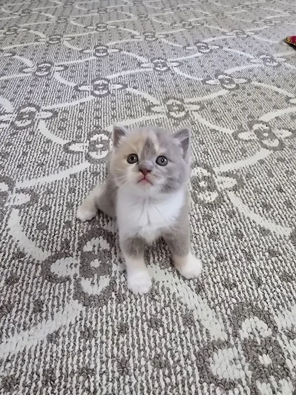 Срочно продаются котята — фото 5