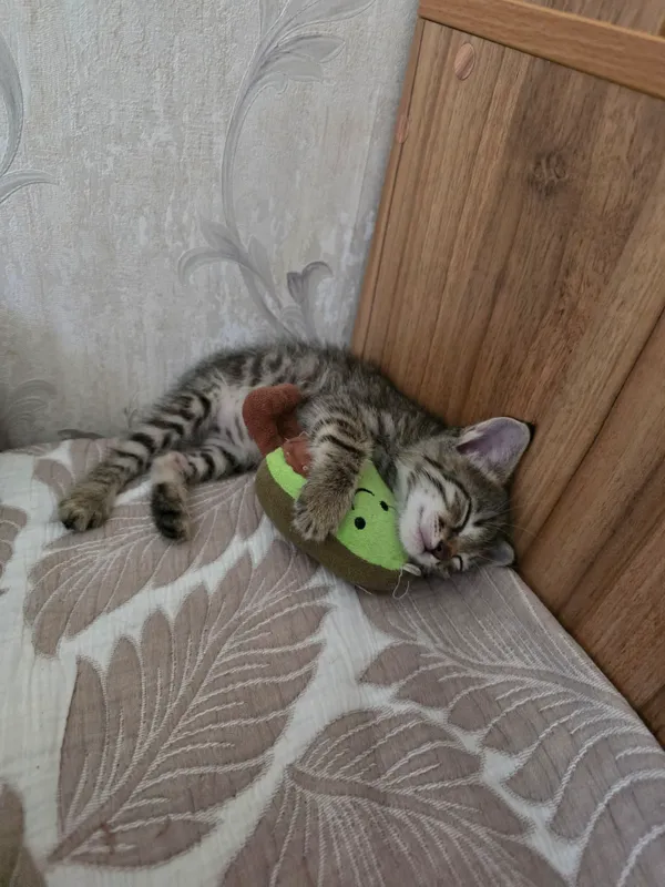 Отдаём котёнка девочка 2 мес. в добрые руки. 3 Отдаём котёнка девочка 2 мес. в добрые руки. 3