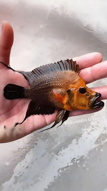 Altolomprologus compressiceps gold head Kantalamba