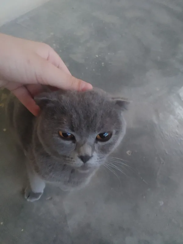 ScottishFold,1,5 –2,5 yosh odamga tez o‘rganuvchan — фото 3