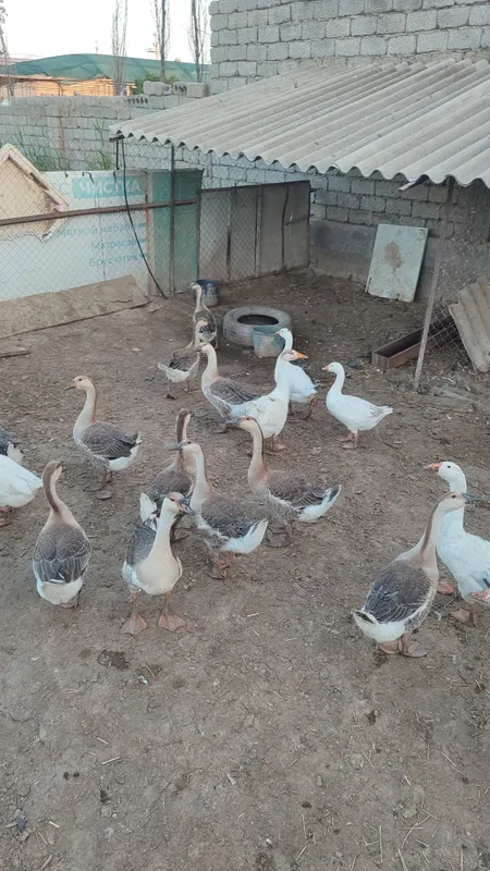 Гоз, gʻoz, ғоз, goz sotiladi 7 Гоз, gʻoz, ғоз, goz sotiladi 7