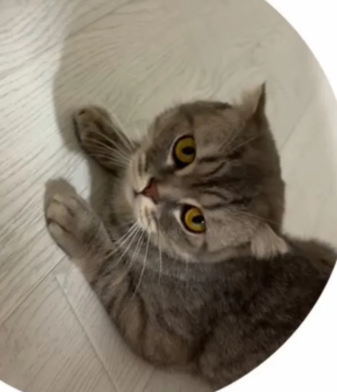 Кошка British shorthair 2