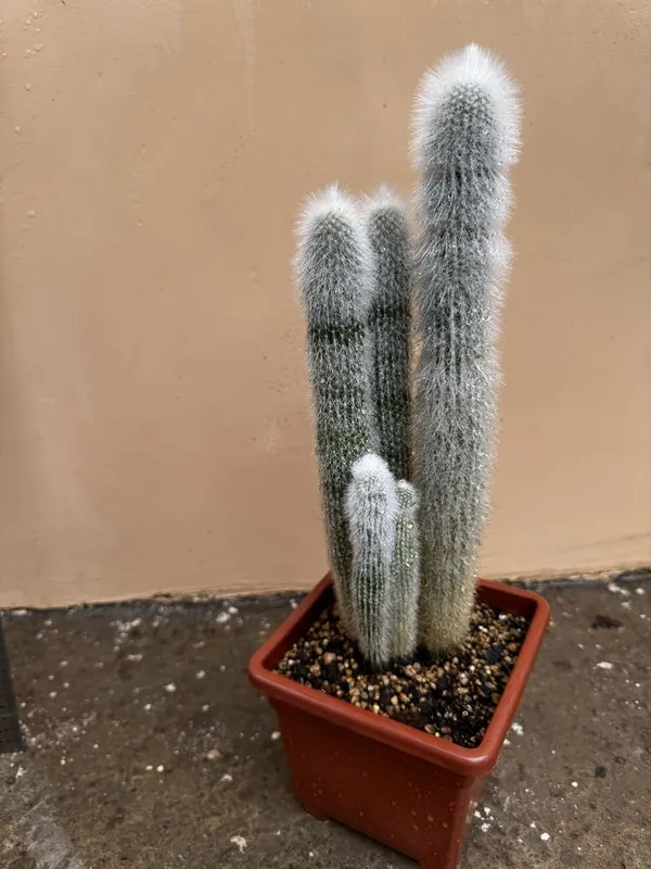 Кактус Cleistocactus strausii — фото 2