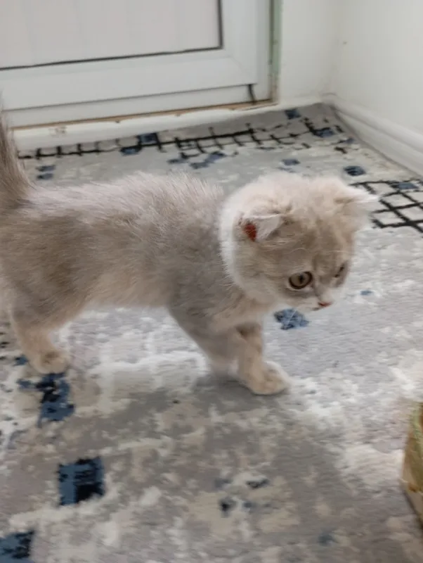 кошка кошка