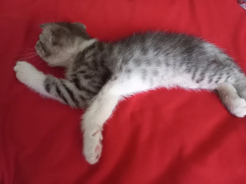 котёнок 1