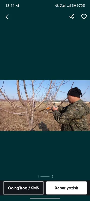 Daraxt kisish va malakali bog'bon xizmati