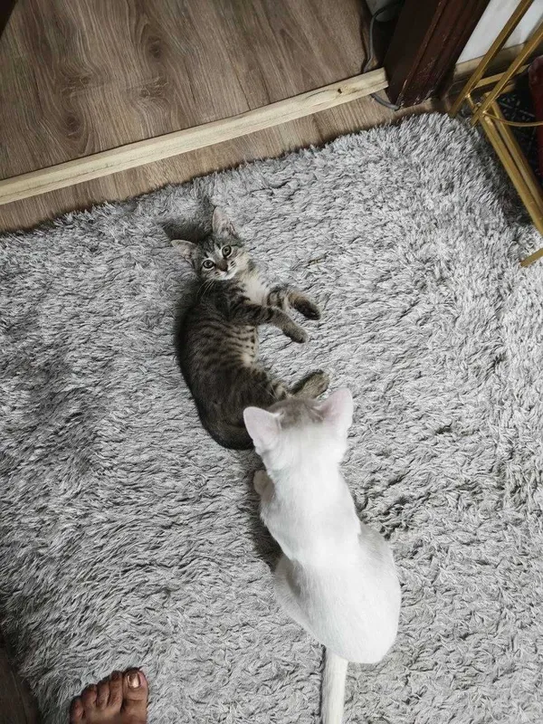 Котенок мальчик, славный, любит целовать 3