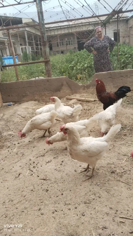 Assalom aleykum tovuqlar bor arzon hammasi tuxmda — фото 5