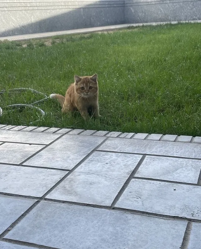 Скоттиш-страйт 2