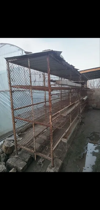 Товук катаклари сотилади нари 2500 дан 3 Товук катаклари сотилади нари 2500 дан 3