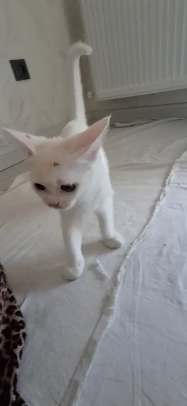 Anta mushuk Turetskaya Angora