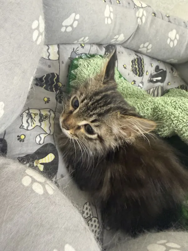 Котенок бесплатно