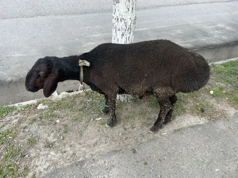 Quylar sog’lom qulog’i butun — фото 1