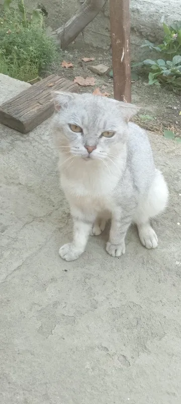 Mushuk toza zotor