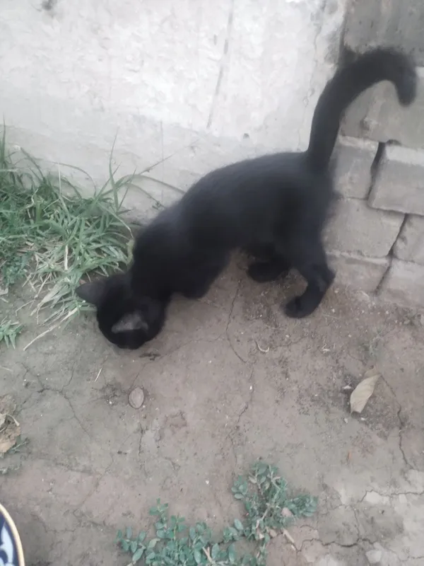 Кошка британская