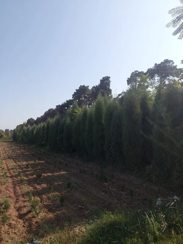 Декоративные саженцы — от фирмы Samarqand Agro Dizayn! — фото 5