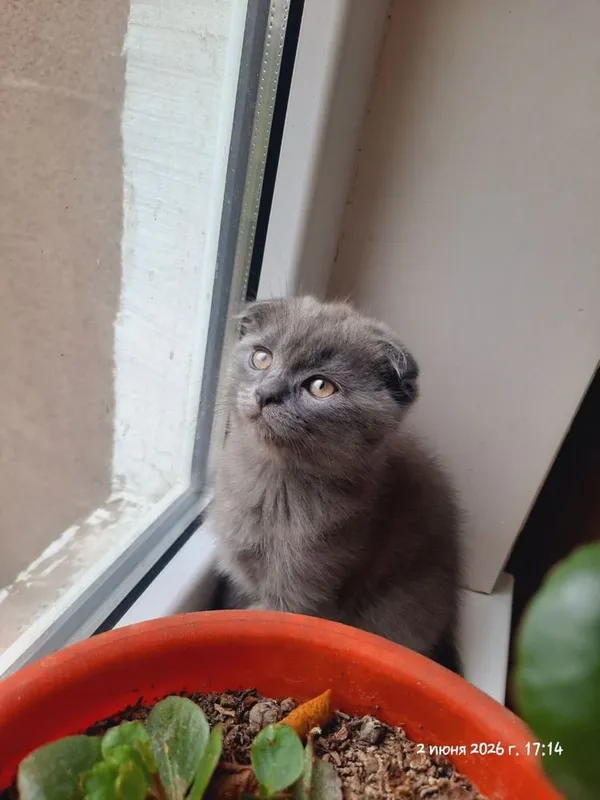 Котятя британские. — фото 1