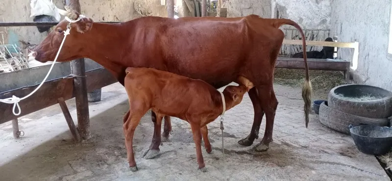 Ona bola sigirlar 5
