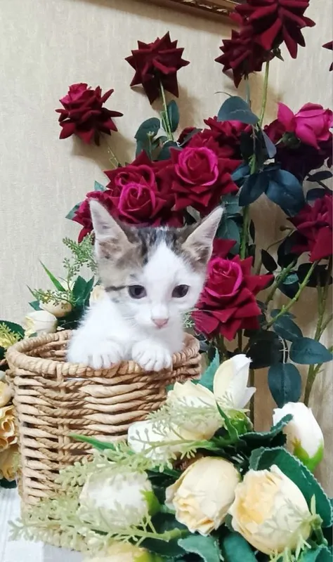 Отдаем котят чистенькие 5 Отдаем котят чистенькие 5