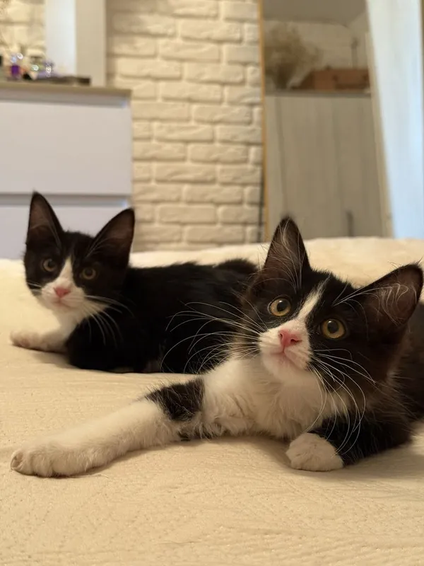 Срочно отдаются котята в добрые руки! 2 Срочно отдаются котята в добрые руки! 2