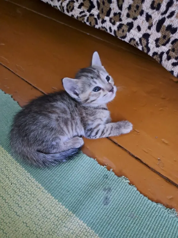 Отдадим котят в добрые руки 1 Отдадим котят в добрые руки 1