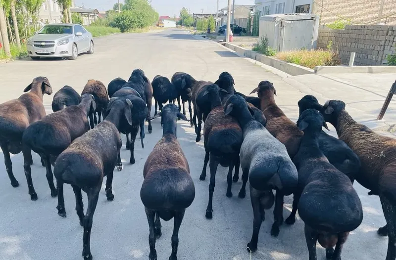 Qoylar Qoʻylar sotiladi 3