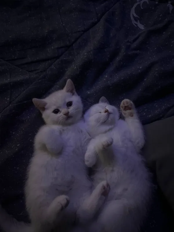 Продаются котята породы Скоттиш Страйт 1,5 месяцев — фото 2