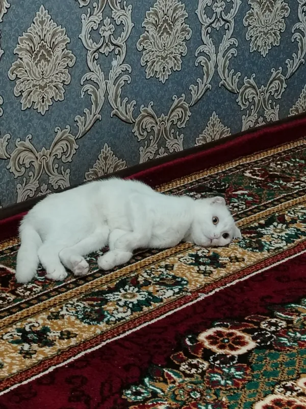 Продаётся кошка с котятами 4 Продаётся кошка с котятами 4