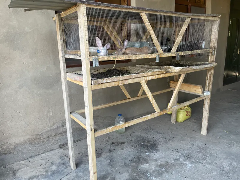 Кролик 3 Кролик 3