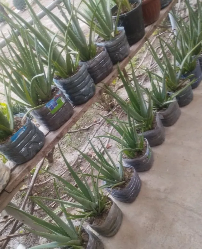 Aloe vera bor.kere bosa bemalol 3