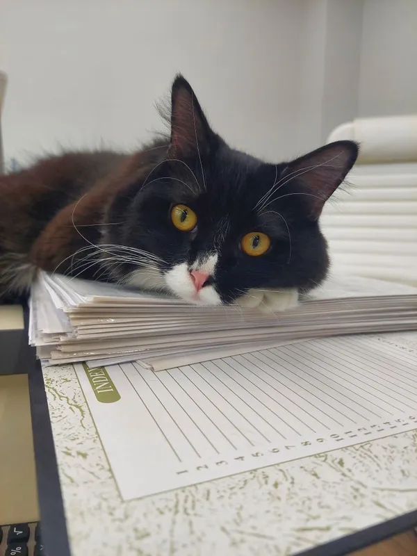 Котенок кастрированный Феликс 1 Котенок кастрированный Феликс 1