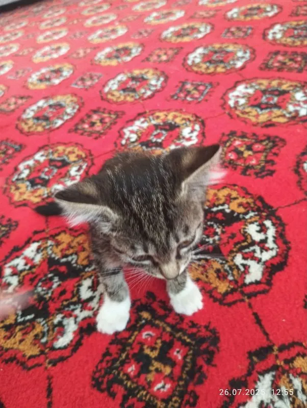 mushug be pul.