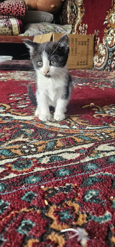 Котята мальчик и девочка