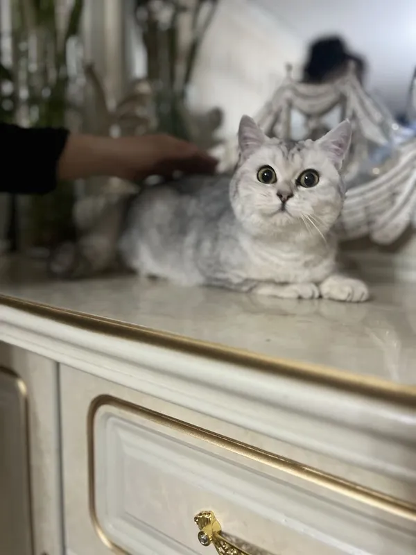 Серебряная шиншилла киз бола