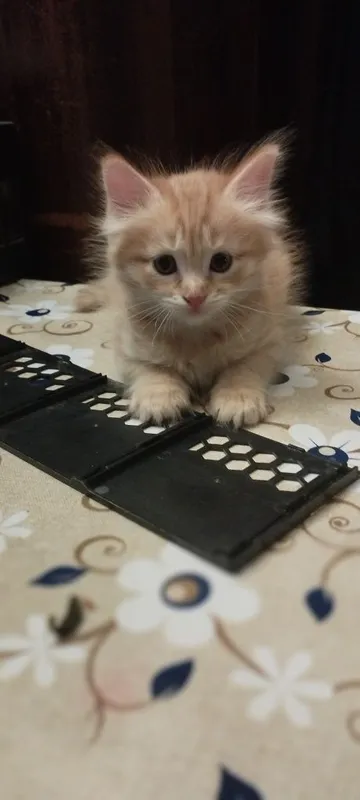 Котята домашние. 2 месяца