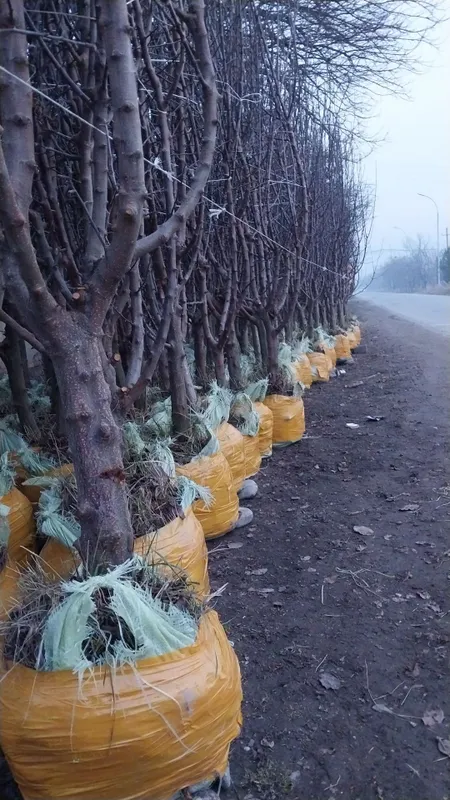 Катта дарат мевали кучатлар 3/8 ёшгача ишонарли сортлар сотувда — фото 7
