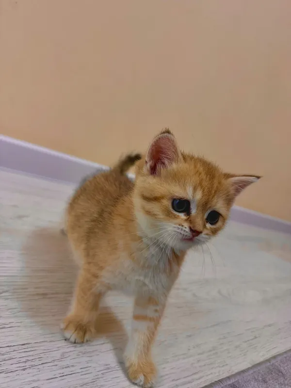 Продаются котята породы Голд Шиншила (Gold shinshila) 7 Продаются котята породы Голд Шиншила (Gold shinshila) 7