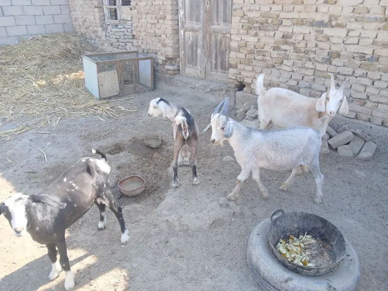 Yosh uloqlar bor 3 Yosh uloqlar bor 3