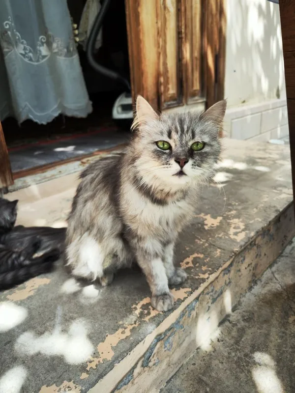 Отдам кошку сибирский и её котёнка 1