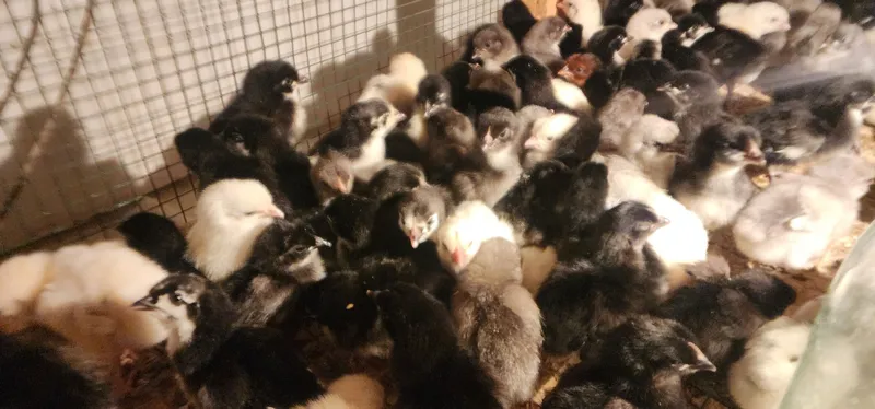 AVSTRALORP VA SENDI ZOTI Qoshilgan JOJALAR Gibrid Австрлалорп ва сенди — фото 2