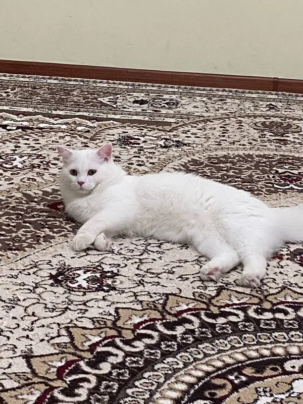 Yaxshi qo‘llarga beraman 2 Yaxshi qo‘llarga beraman 2