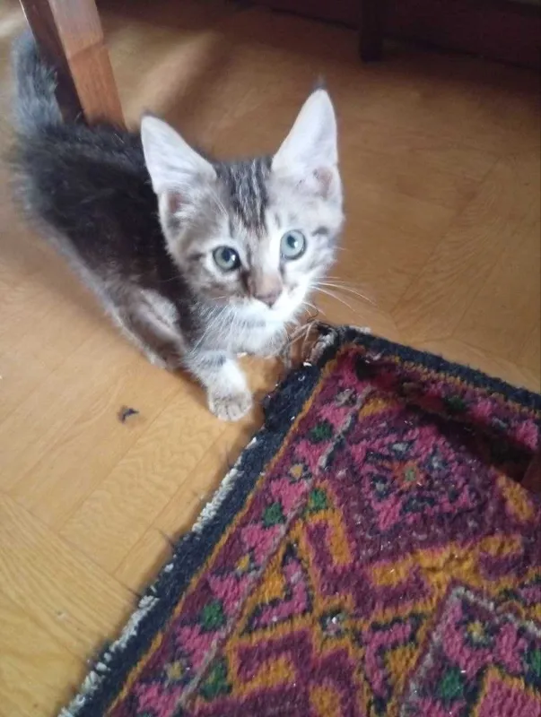 Котёнок -мальчик Котёнок -мальчик