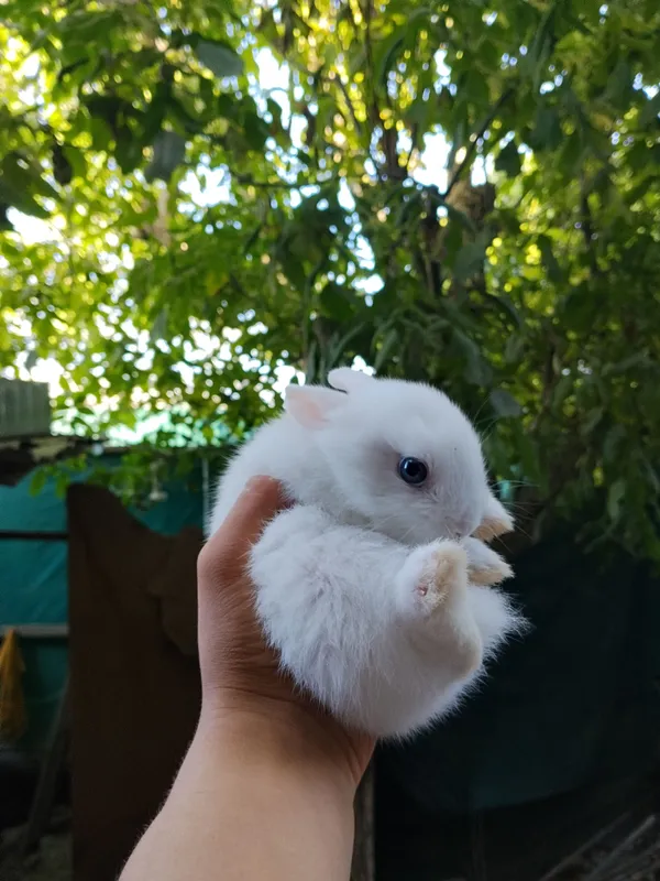 Zotdor Karlik quyon 2 ta 1 yarim oylik Zotdor Karlik quyon 2 ta 1 yarim oylik
