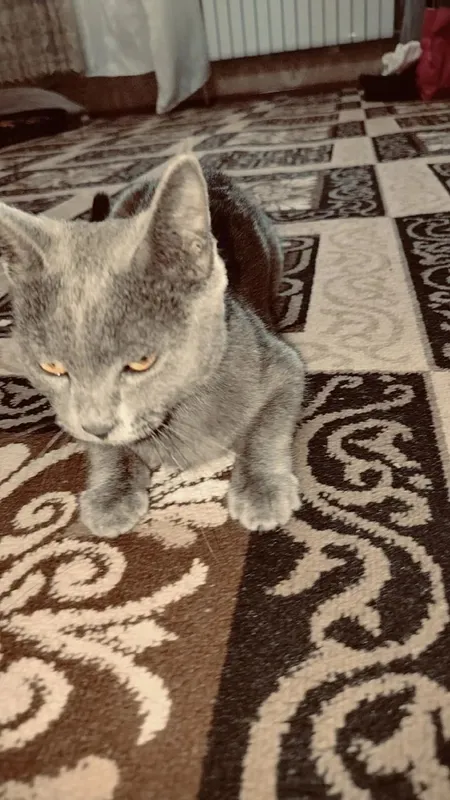 Uyda kotta bolgan mushuk aqilli, oʻrgatilgan