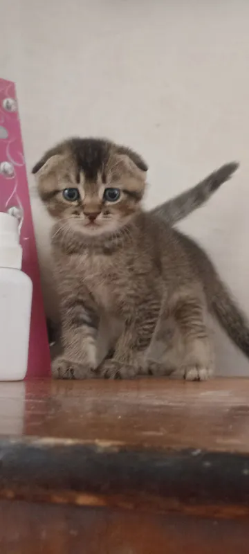продаются котяки скотиш фолд один месяц им . 5 продаются котяки скотиш фолд один месяц им . 5