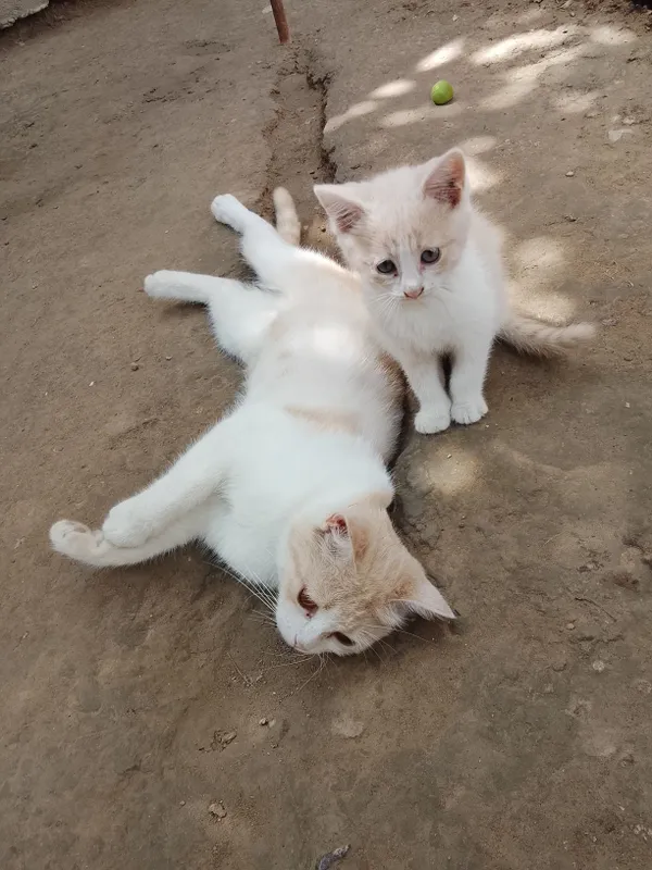 Mushuk bolasi onasi bilan beriladi hadyga — фото 4