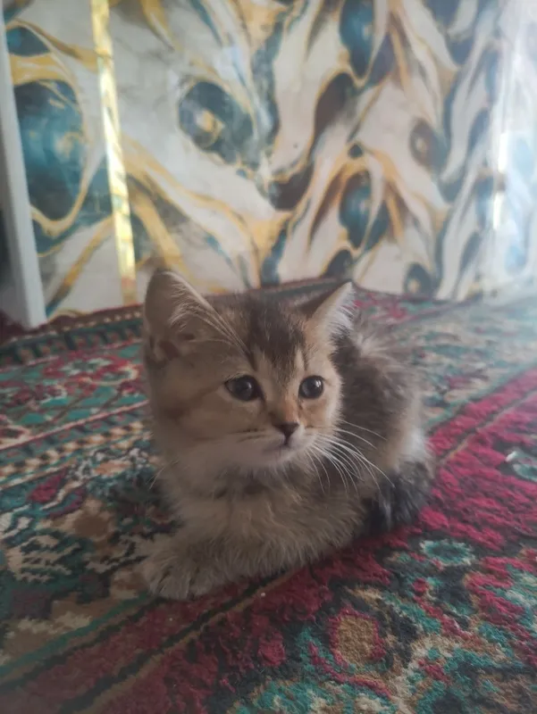 Zotor mushuk sotiladi 1 Zotor mushuk sotiladi 1