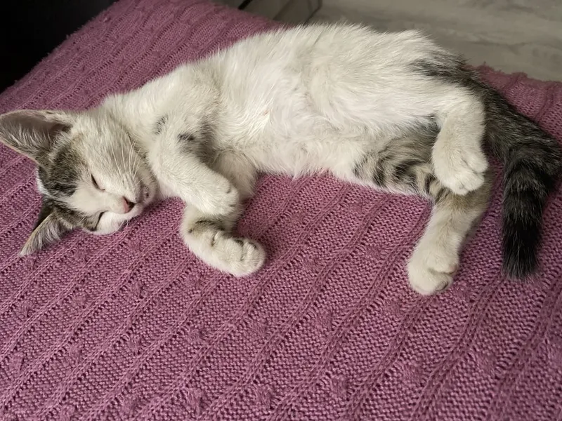 2 oylik mehribongina mushuk 1 2 oylik mehribongina mushuk 1