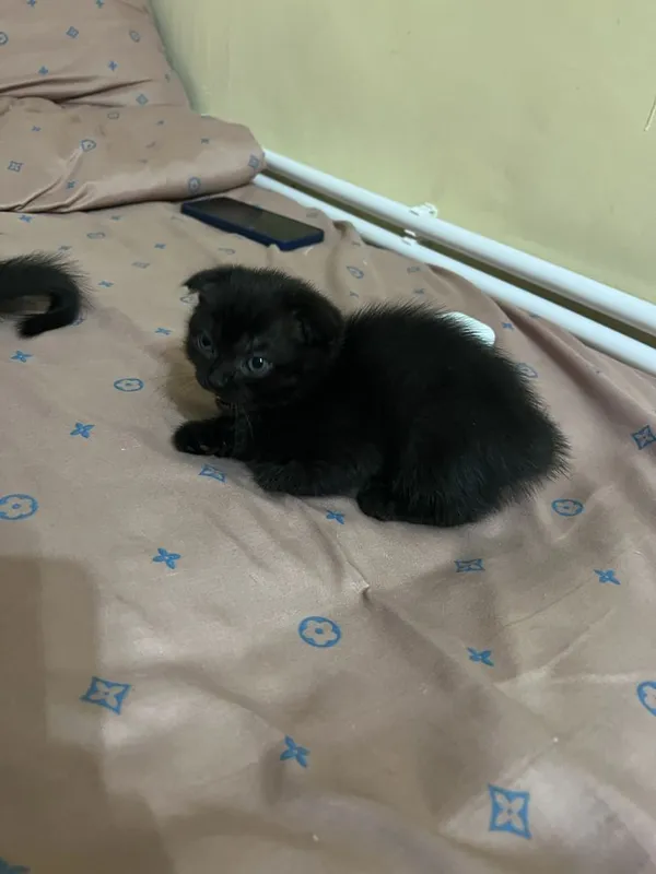 Шотландсике котята бесплатно 6 Шотландсике котята бесплатно 6