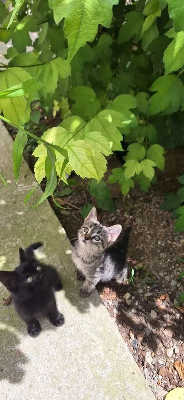 Котёнок в добрые руки мальчик 2 месяца — фото 7